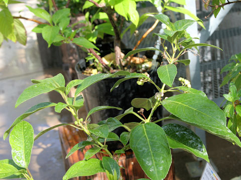 Callicarpa glabra