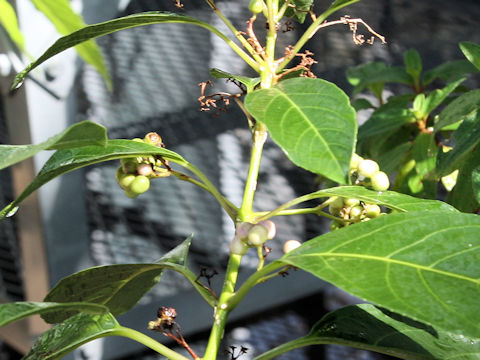 Callicarpa glabra