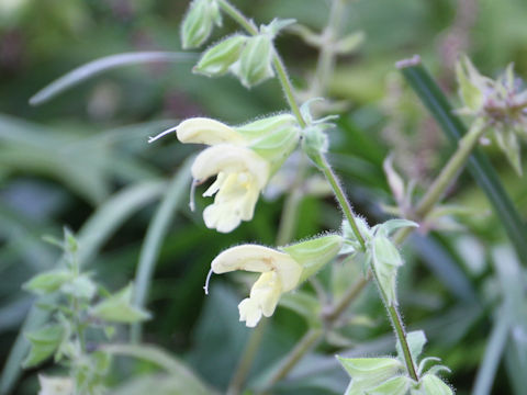 Salvia koyamae