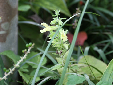 Salvia koyamae