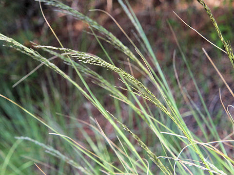 Eragrostis curvula