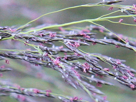 Eragrostis curvula