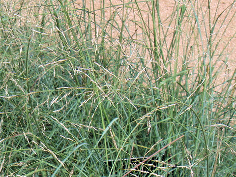 Eragrostis curvula