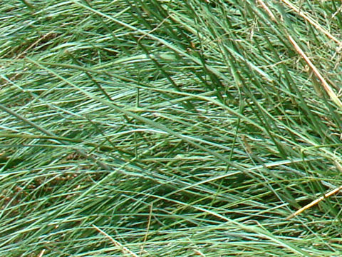 Eragrostis curvula