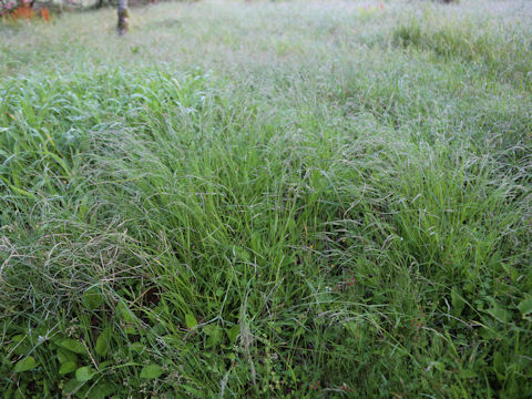 Eragrostis curvula