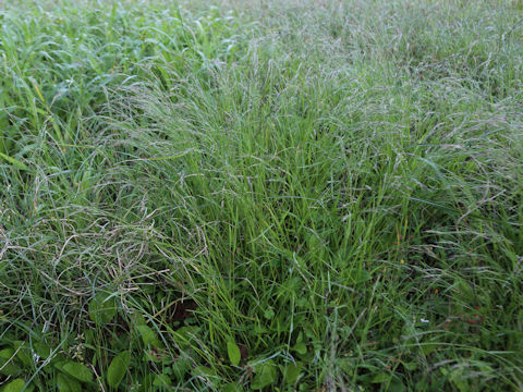 Eragrostis curvula