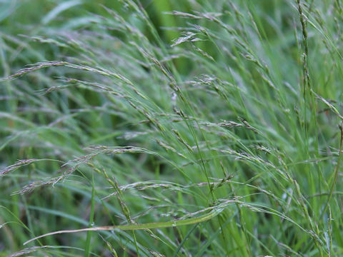 Eragrostis curvula