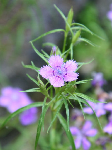 Dianthus shinanensis