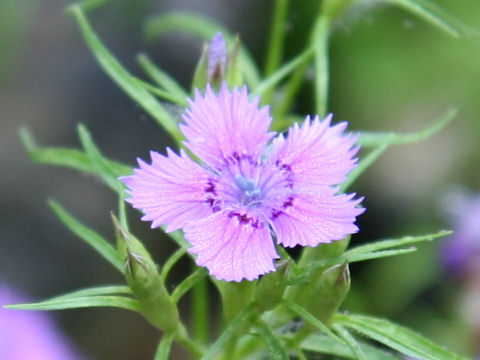 Dianthus shinanensis