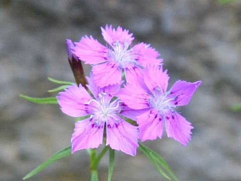 Dianthus shinanensis