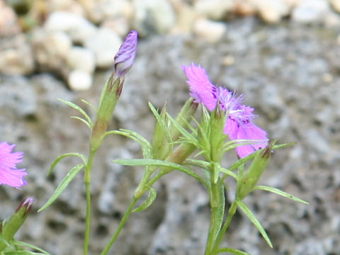 Dianthus shinanensis