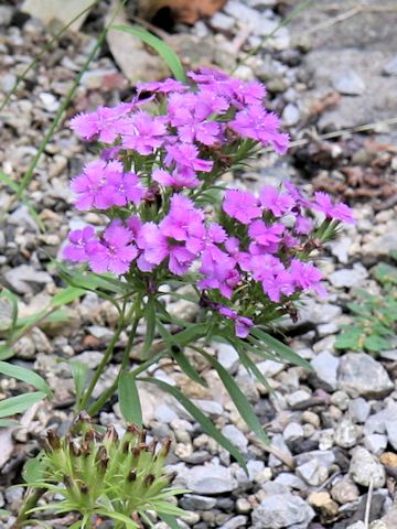 Dianthus shinanensis