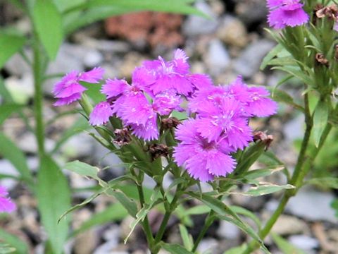 Dianthus shinanensis