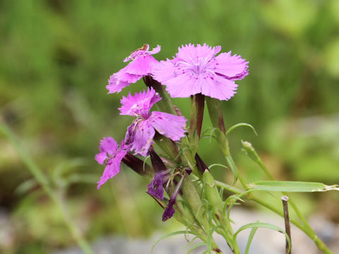 Dianthus shinanensis