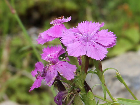 Dianthus shinanensis