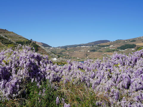 Wisteria sinensis