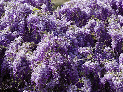 Wisteria sinensis