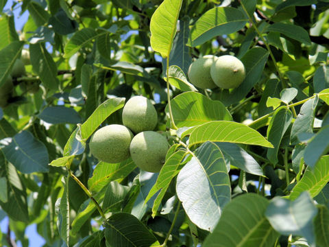 Juglans regia