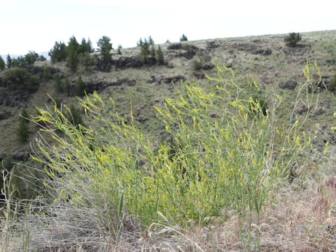 Melilotus officinalis