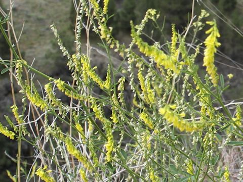 Melilotus officinalis