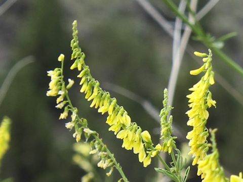 Melilotus officinalis