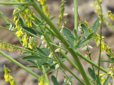 Melilotus officinalis