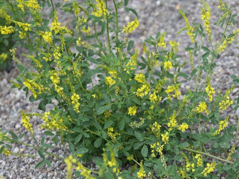 Melilotus officinalis