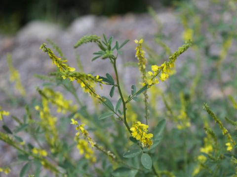 Melilotus officinalis