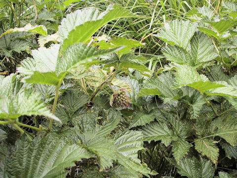 Rubus yabei var. marmoratus