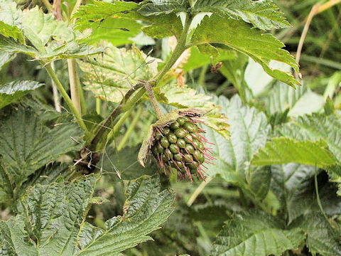 Rubus yabei var. marmoratus