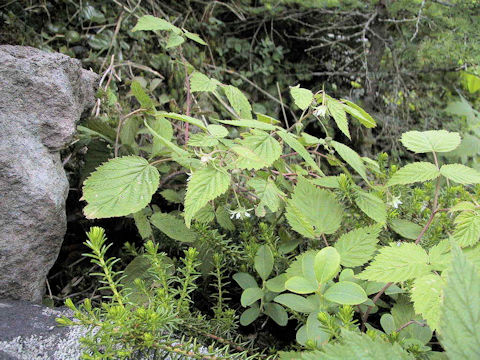 Rubus yabei var. marmoratus