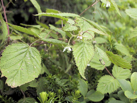 Rubus yabei var. marmoratus
