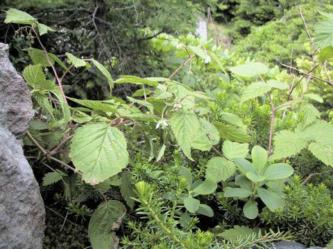 Rubus yabei var. marmoratus