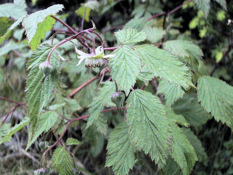 Rubus yabei var. marmoratus