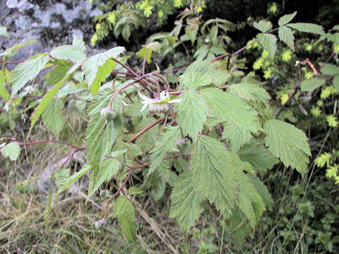 Rubus yabei var. marmoratus