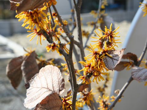 Hamamelis mollis