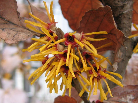 Hamamelis mollis