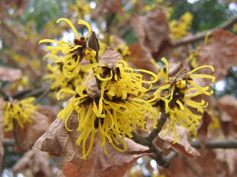 Hamamelis mollis