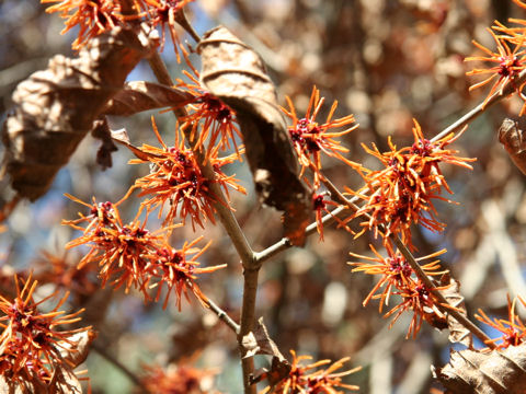 Hamamelis mollis