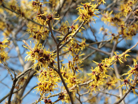 Hamamelis mollis cv. Coombe Wood