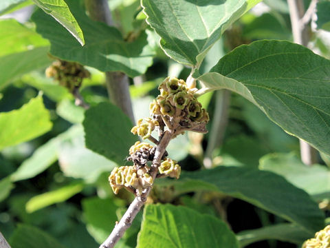 Hamamelis mollis