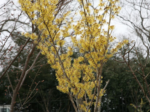 Hamamelis mollis