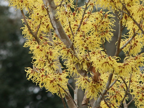 Hamamelis mollis