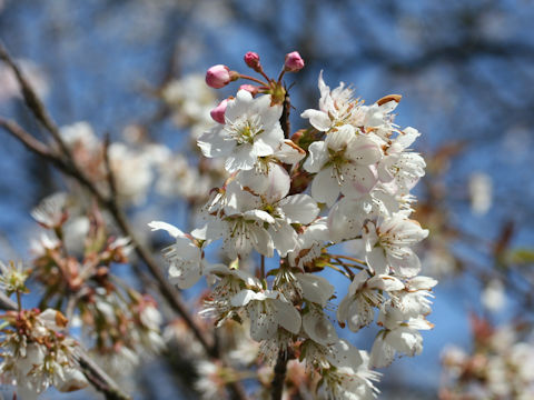 Prunus pseudocerasus