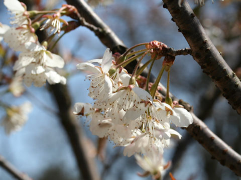 Prunus pseudocerasus