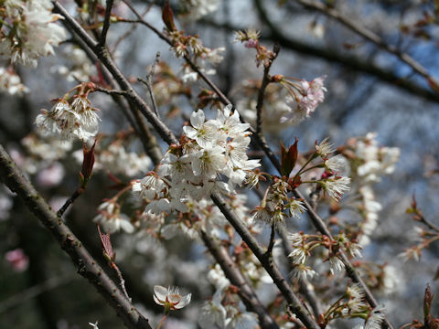 Prunus pseudocerasus