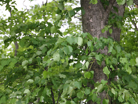 Tilia japonica