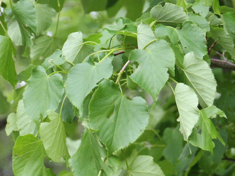 Tilia japonica