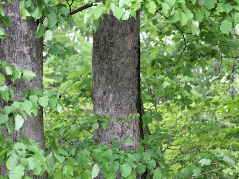 Tilia japonica