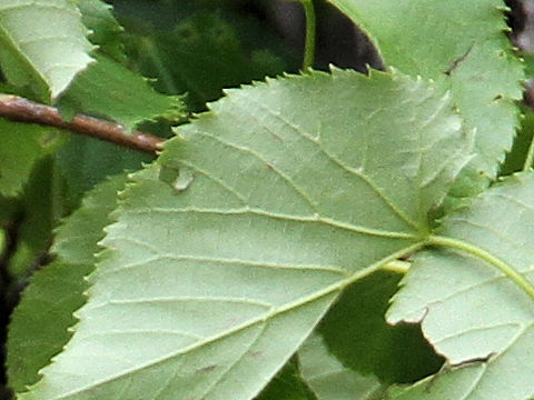 Tilia japonica